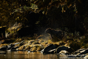 GREAT BEAR RAINFOREST - COASTAL BRITISH COLUMBIA